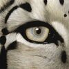 giabaod